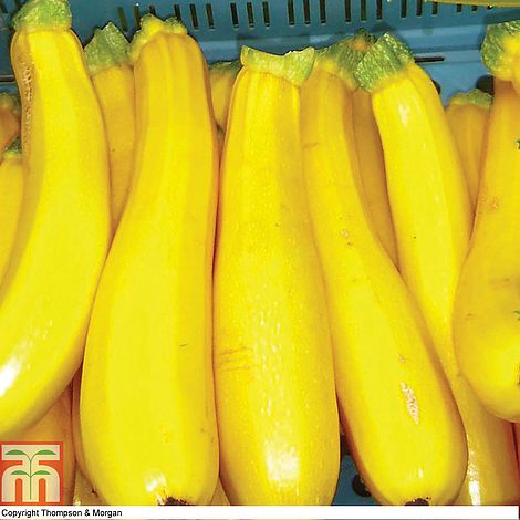 Courgette Orelia F1 Hybrid Vegetable Seeds