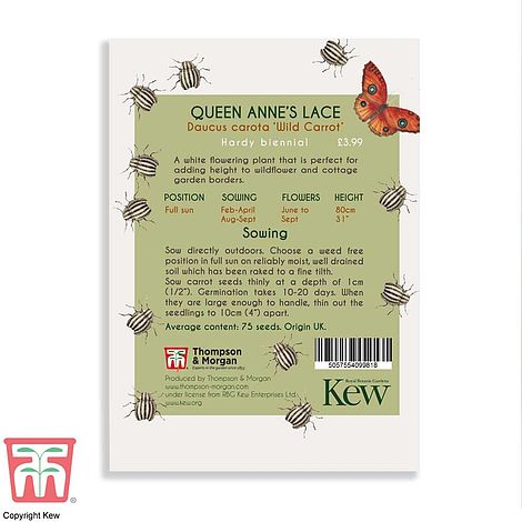 Queen Anne's Lace Flower Seeds