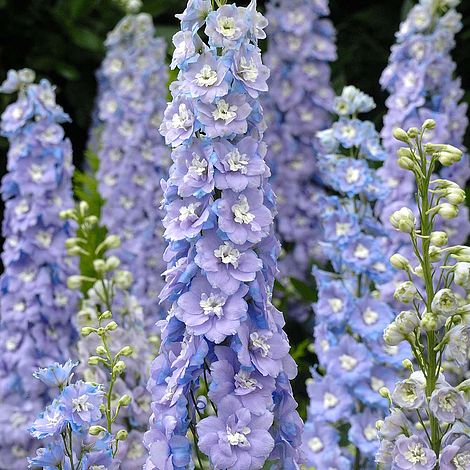 Delphinium Centurion Lilac Bicolour Hybrid Flower Seeds