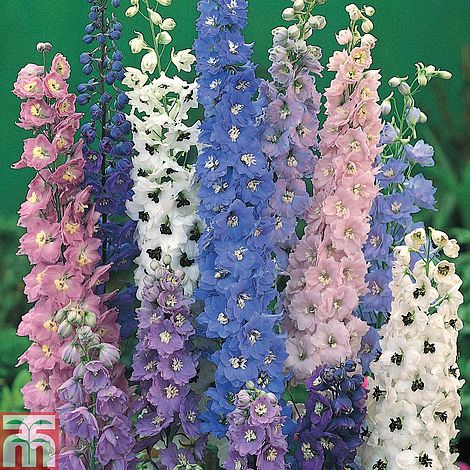 Delphinium Magic Fountains Flower Seeds