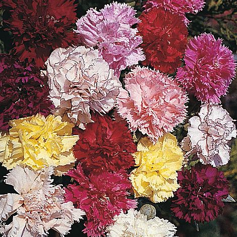 Carnation Giant Chabaud Double Mixed Flower Seeds