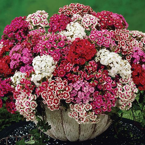 Sweet William (Dianthus) Excelsior Mixed Flower Seeds