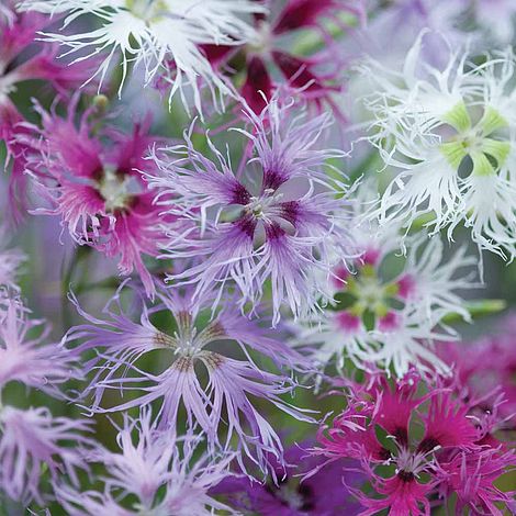 Dianthus Rainbow Loveliness Improved Mixed Flower Seeds