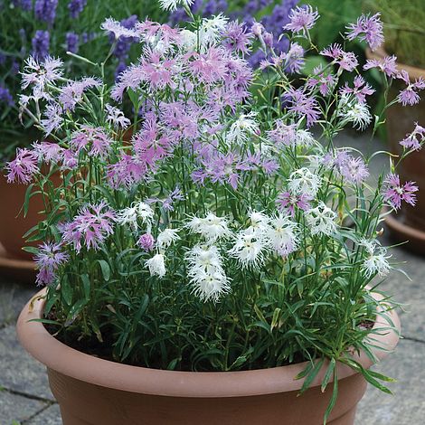 Dianthus Rainbow Loveliness Improved Mixed Flower Seeds