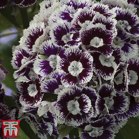 Dianthus Purple Crown Flower Seeds