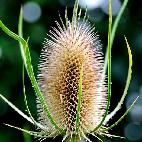 Wild Teasel Flower Seeds