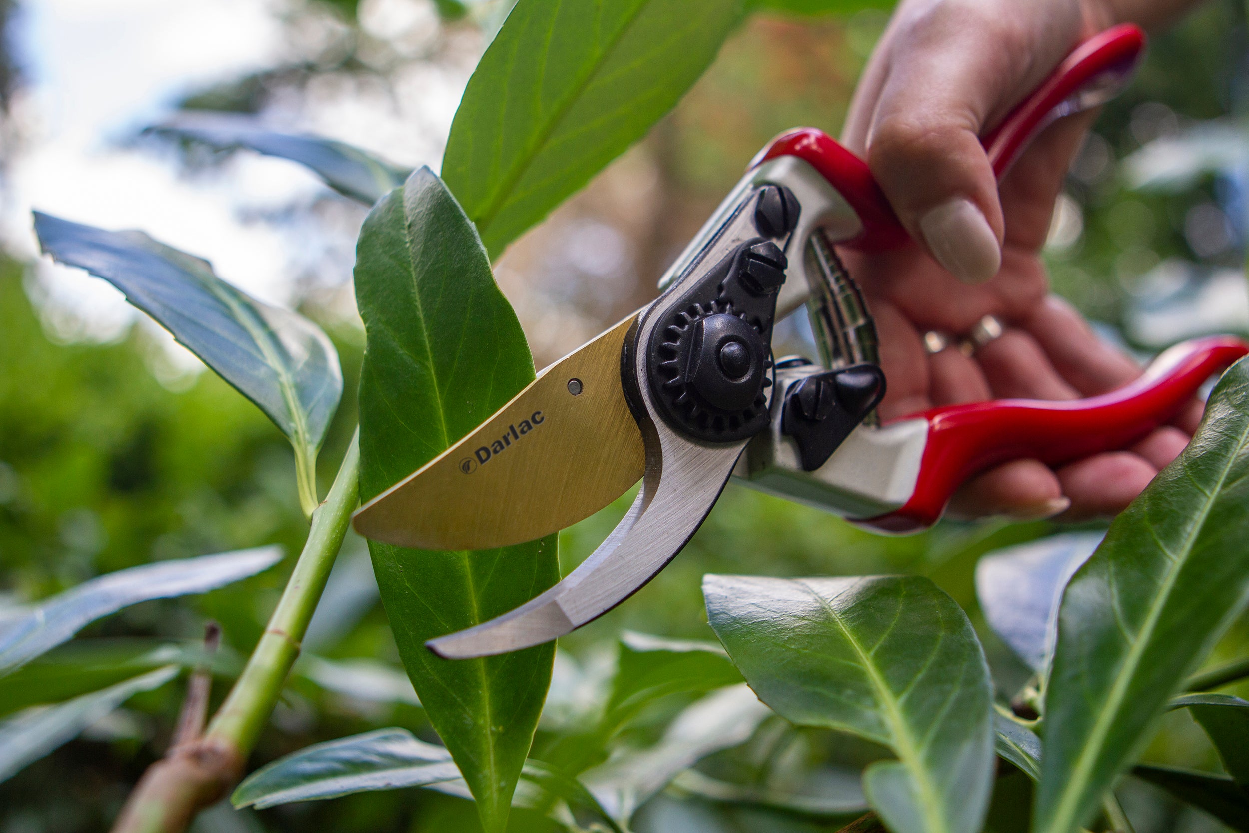 Pruner Bypass Expert Titanium