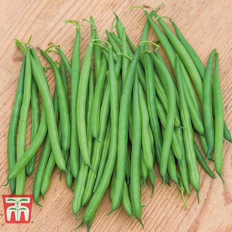 Dwarf Bean Caledonia Seeds