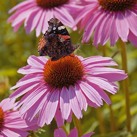 Echinacea Pink Parasol Flower Seeds