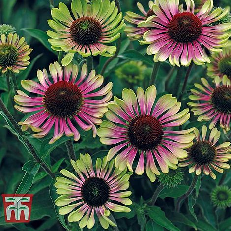 Echinacea Green Twister Flower Seeds