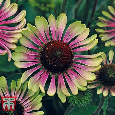 Echinacea Green Twister Flower Seeds