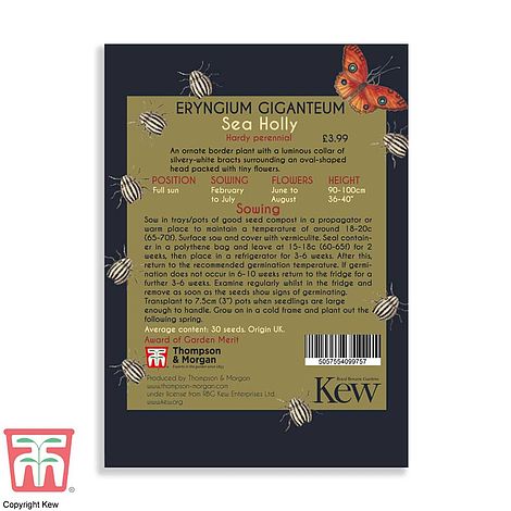 Sea Holly (Miss Willmott's Ghost) Flower Seeds