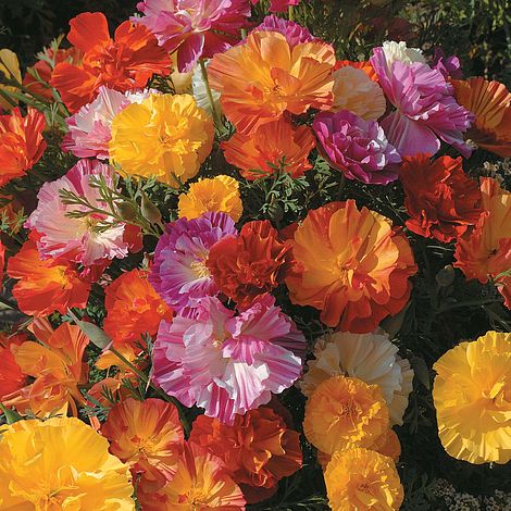 Californian Poppy Jelly Beans Flower Seeds