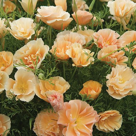 Californian Poppy Peach Sorbet Flower Seeds