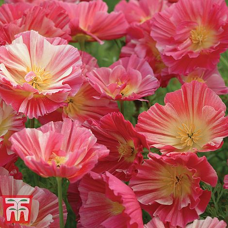 Californian Poppy Rose Chiffon Flower Seeds
