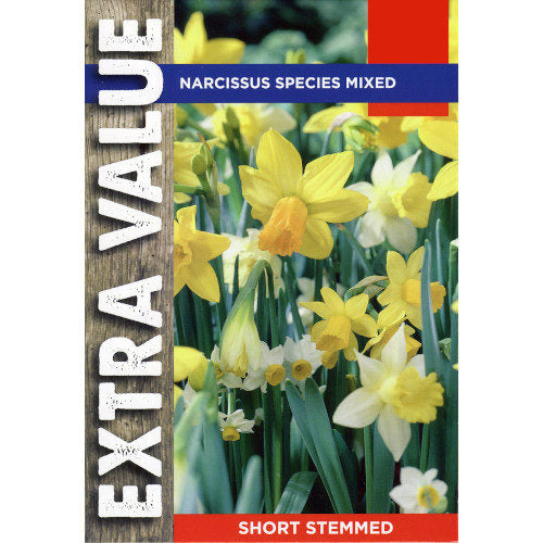 Narcissi Bulbs - Mixed Species