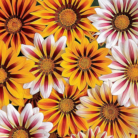 Gazania Tiger Stripes Mixed Flower Seeds