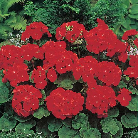 Geranium Moulin Rouge Flower Seeds
