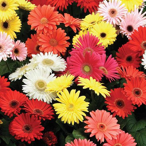 Gerbera T&M Mixed F2 Hybrid Flower Seeds