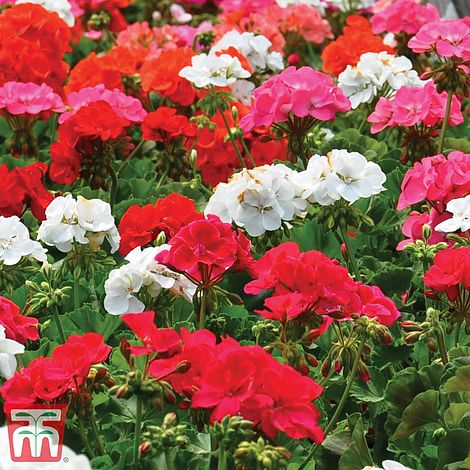 Geranium Border Supreme F2 Hybrid Flower Seeds