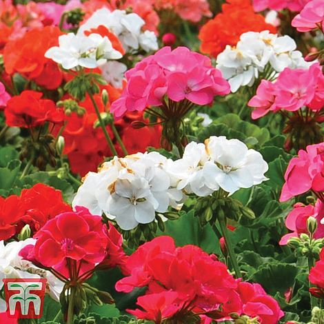 Geranium Border Supreme F2 Hybrid Flower Seeds