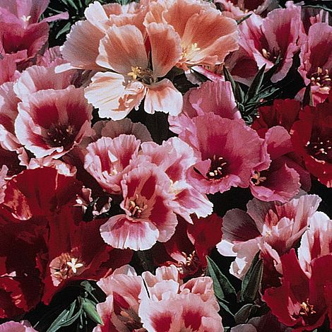 Godetia T&M Azalea Flowered Mixed Flower Seeds