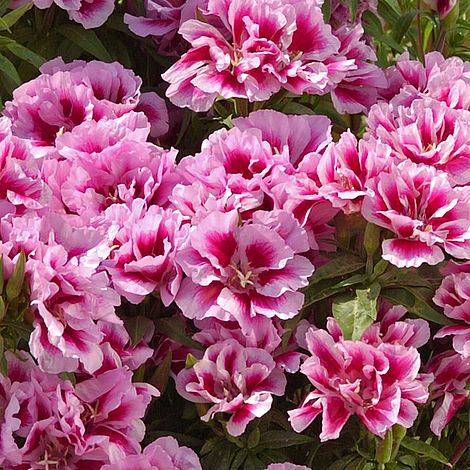 Godetia Rembrandt Flower Seeds
