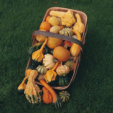 Gourd Autumn Glory Flower Seeds