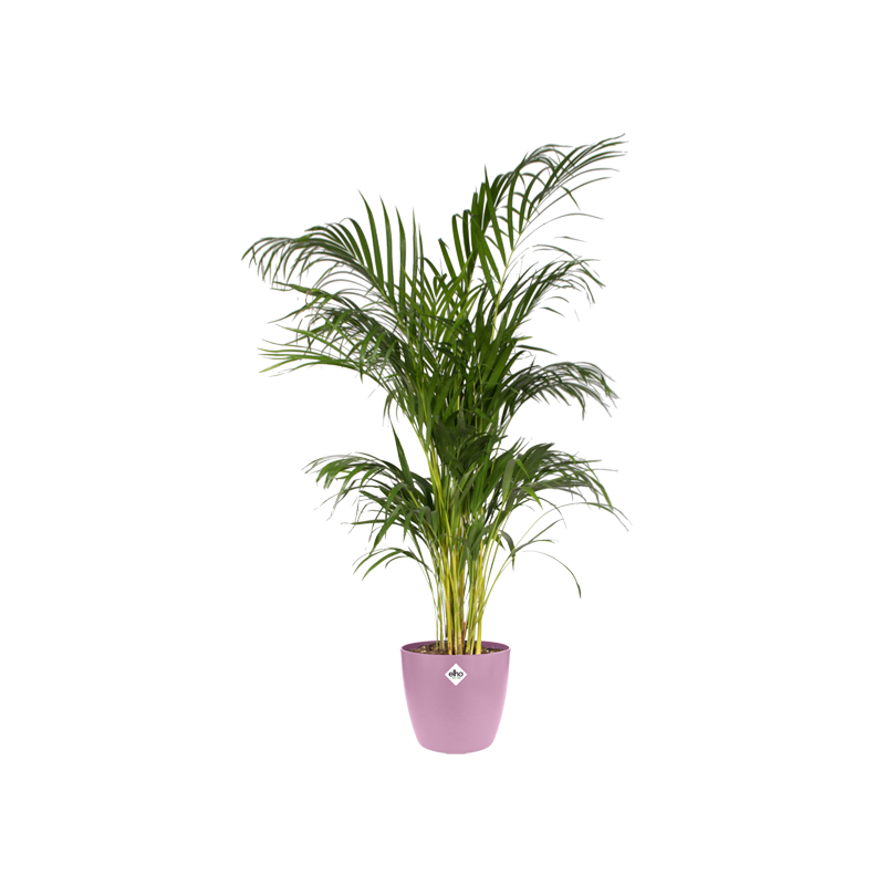 Brussels Round 18cm Vivid Violet | Cornwall Garden Shop | UK