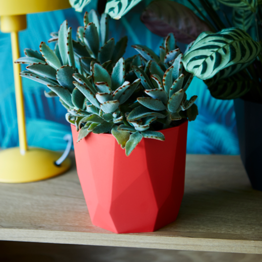 b.For Rock 18cm Brilliant Red | Cornwall Garden Shop | UK