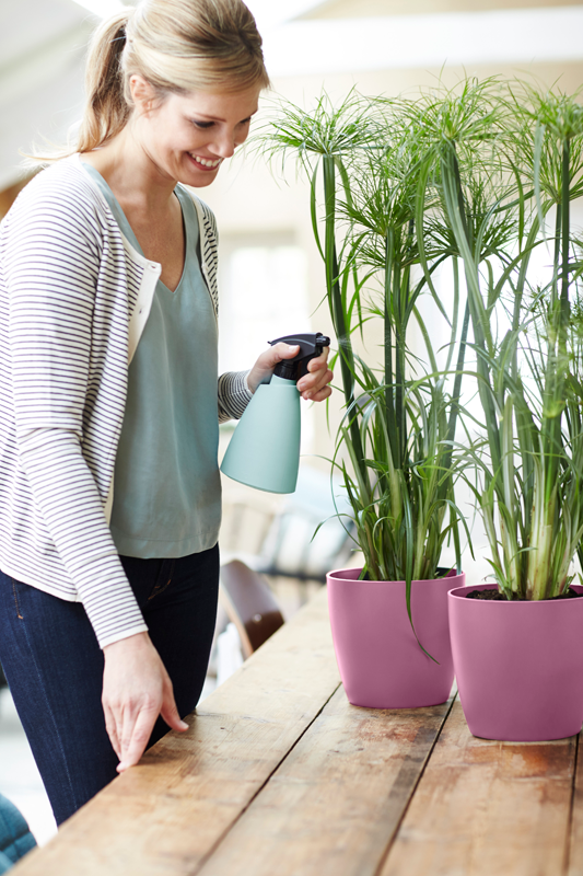 Brussels Round 18cm Vivid Violet | Cornwall Garden Shop | UK