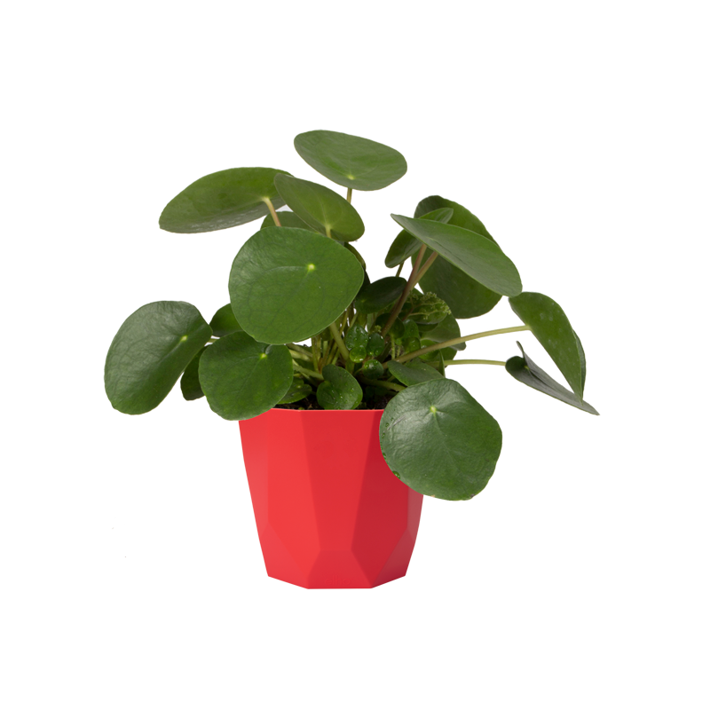 b.For Rock 18cm Brilliant Red | Cornwall Garden Shop | UK