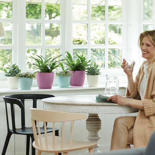 Brussels Round 18cm Vivid Violet | Cornwall Garden Shop | UK