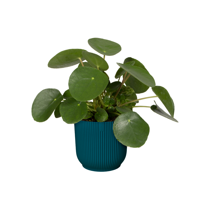 Vibes Fold Round Wheels 35cm Deep Blue | Cornwall Garden Shop | UK