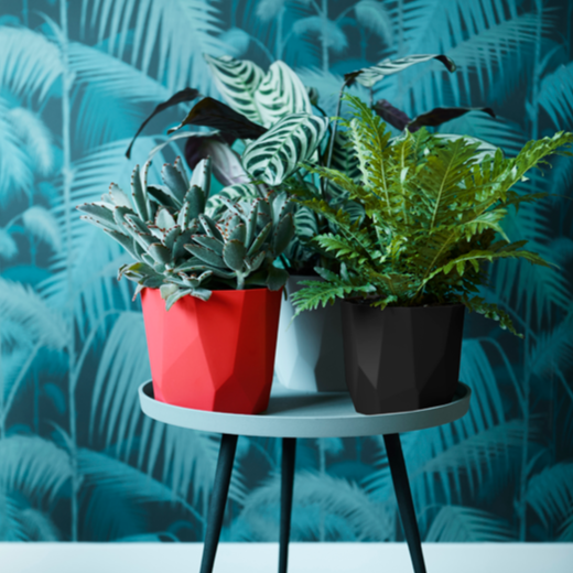 b.For Rock 14cm Brilliant Red | Cornwall Garden Shop | UK