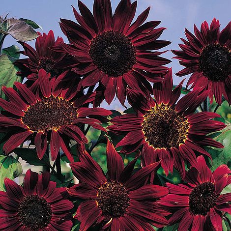 Sunflower Claret Flower Seeds
