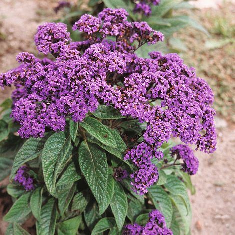 Heliotropum Dwarf Marine Flower Seeds