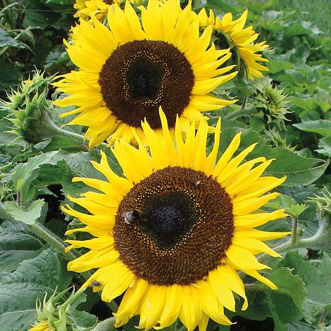 Sunflower Choco Sun Flower Seeds
