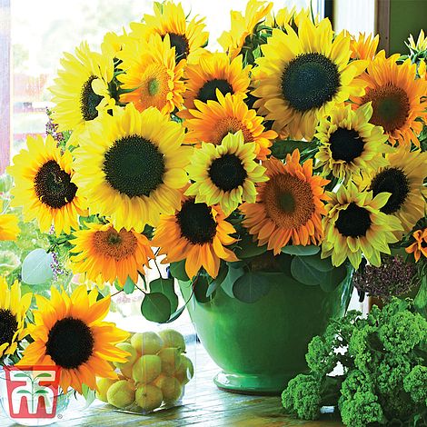 Sunflower Van Gogh Flower Seeds