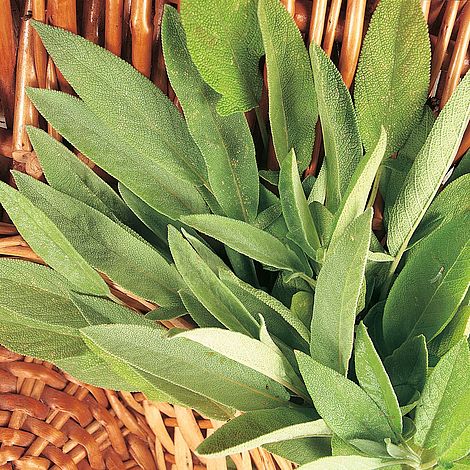 Sage Herb Seeds