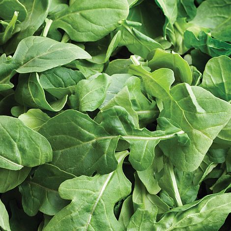 Rocket Herb Seeds