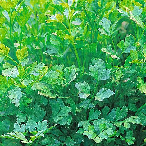 Parsley Plain Leaved (Sheeps) Herb Seeds