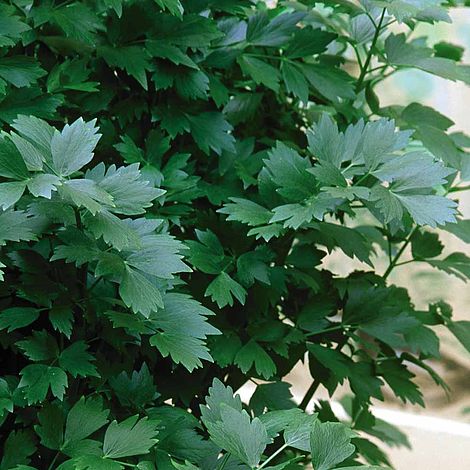 Lovage Herb Seeds