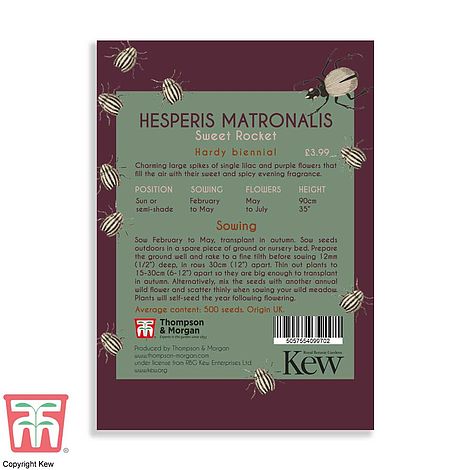 Hesperis Matronalis Flower Seeds