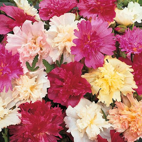 Hollyhock Majorette Mixed Flower Seeds