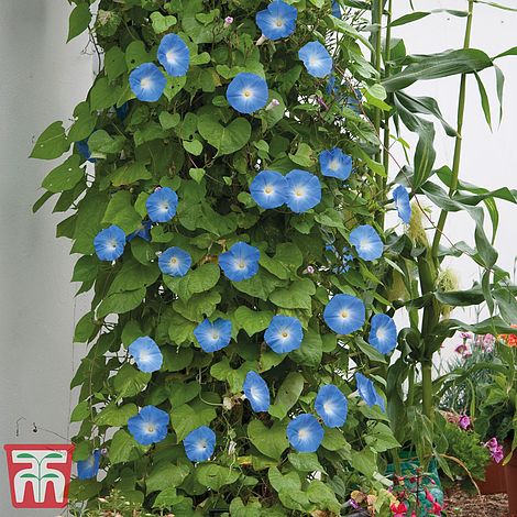 Morning Glory Heavenly Blue (Ipomoea) Flower Seeds