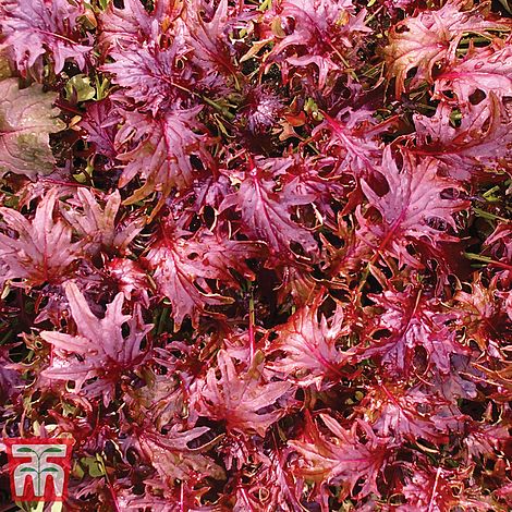 Kale KX -1 Seeds