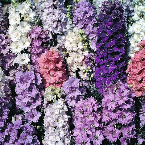 Larkspur The Seven Dwarfs Flower Seeds