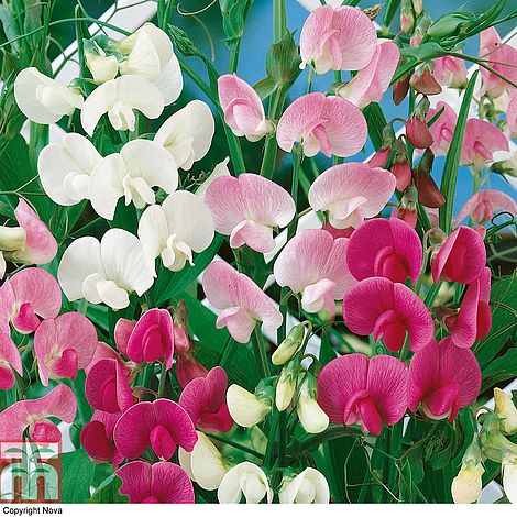 Sweet Pea Everlasting Mixed (Lathyrus) Flower Seeds