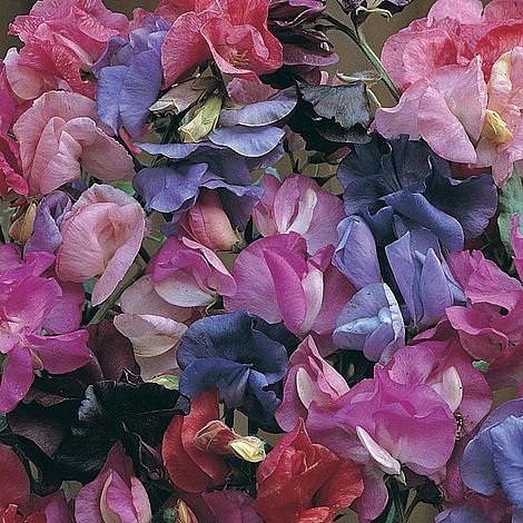 Sweet Pea Bijou Mixed Flower Seeds